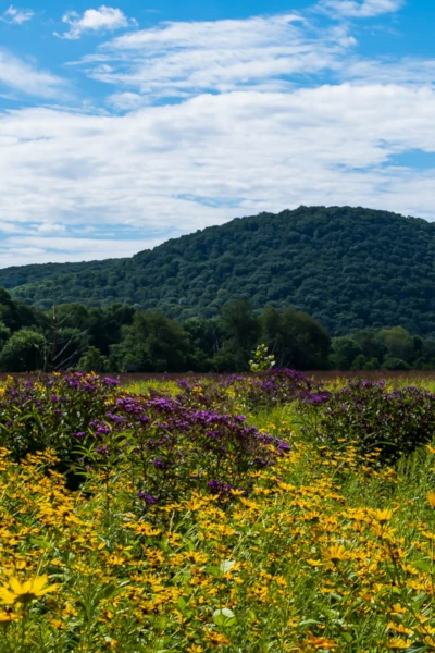 Vibrant wildflowers in yellow and purple bloom in a field, with rolling green hills and a blue sky in the background.